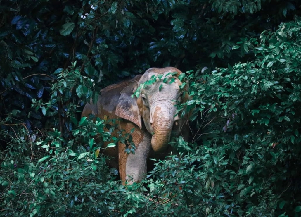 Secret Khao Sok Elephant
