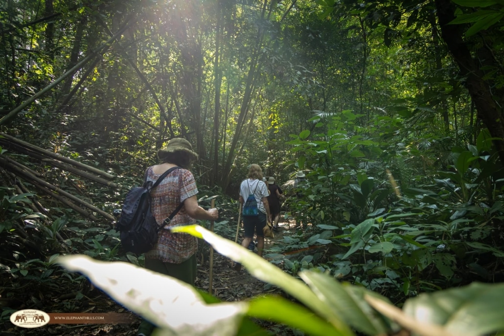 Raindrops and Rainforests: A Rainy Season Guide to Khao Sok Adventure 4 Khaosok 1039