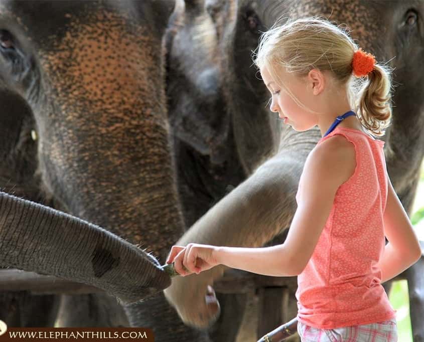 Exploring Elephant Hills Thailand: Ethical Luxury in the Jungle 4 Kids @ Elephant Hills