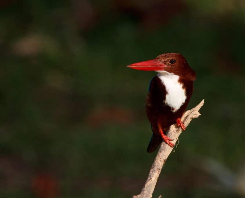Kingfisher Kingfisher