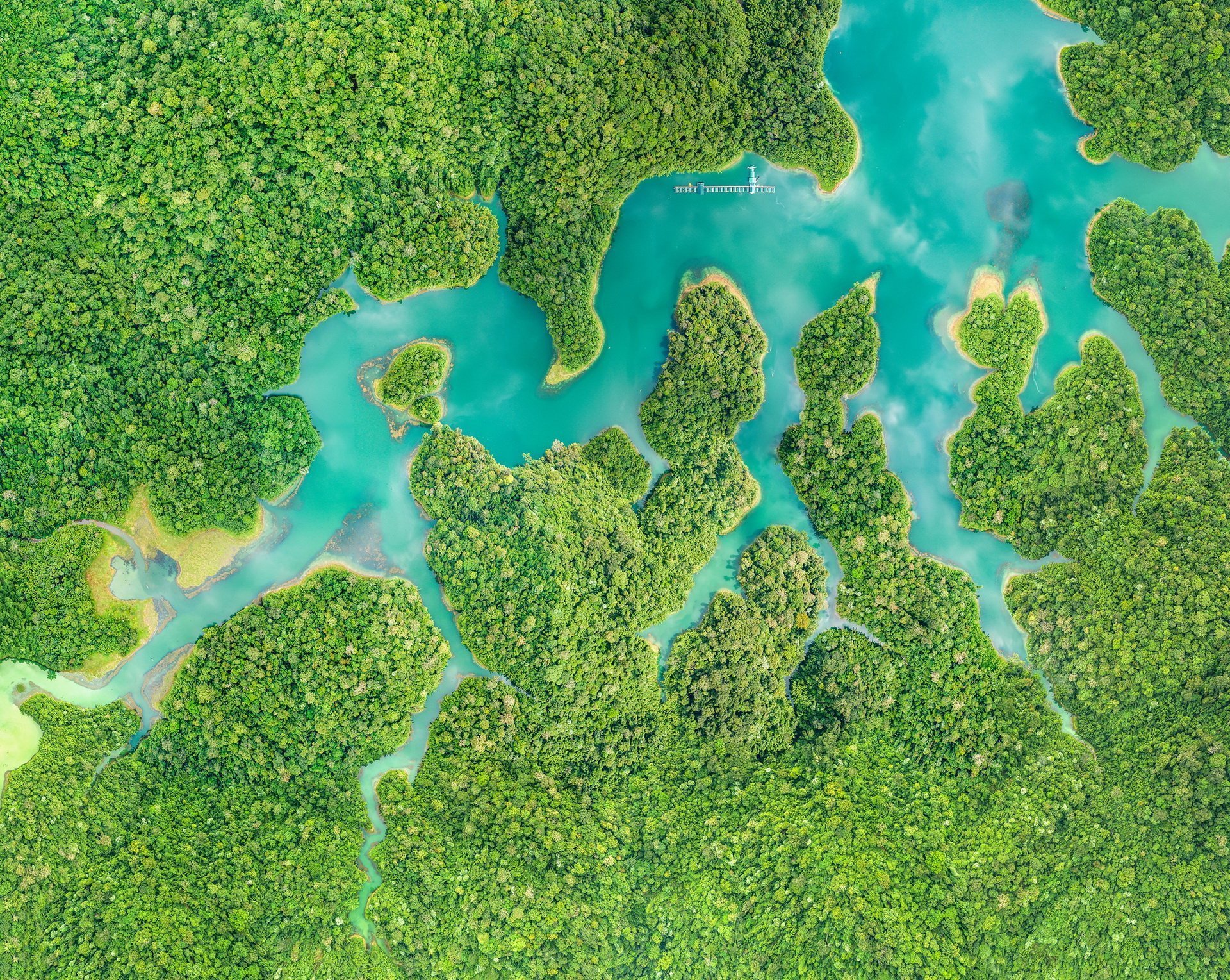 Facts 5 evergreen rainforest and rich vegetation in Khao Sok National Park