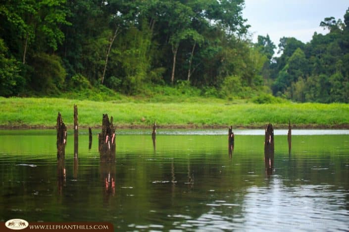 Lake green jungle Rainforest Jungle KhaoSokNationalPark ElephantHills