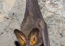 LesserFalseVampireBat