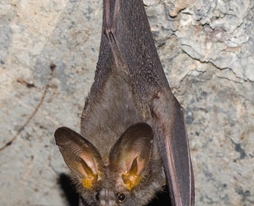 LesserFalseVampireBat LesserFalseVampireBat