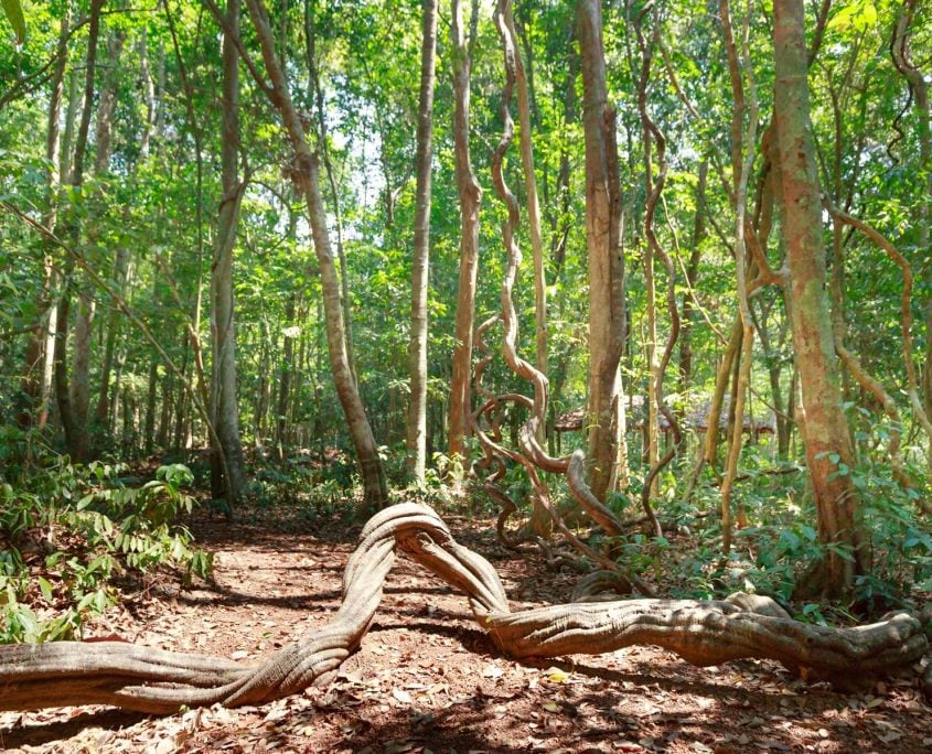 LianaVines LianaVines