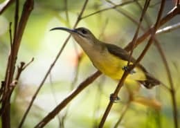 Little Spider Hunter