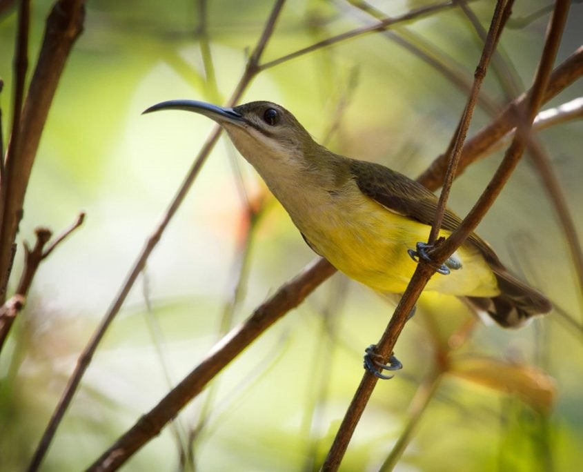 Little Spider Hunter