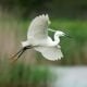 LittleEgret