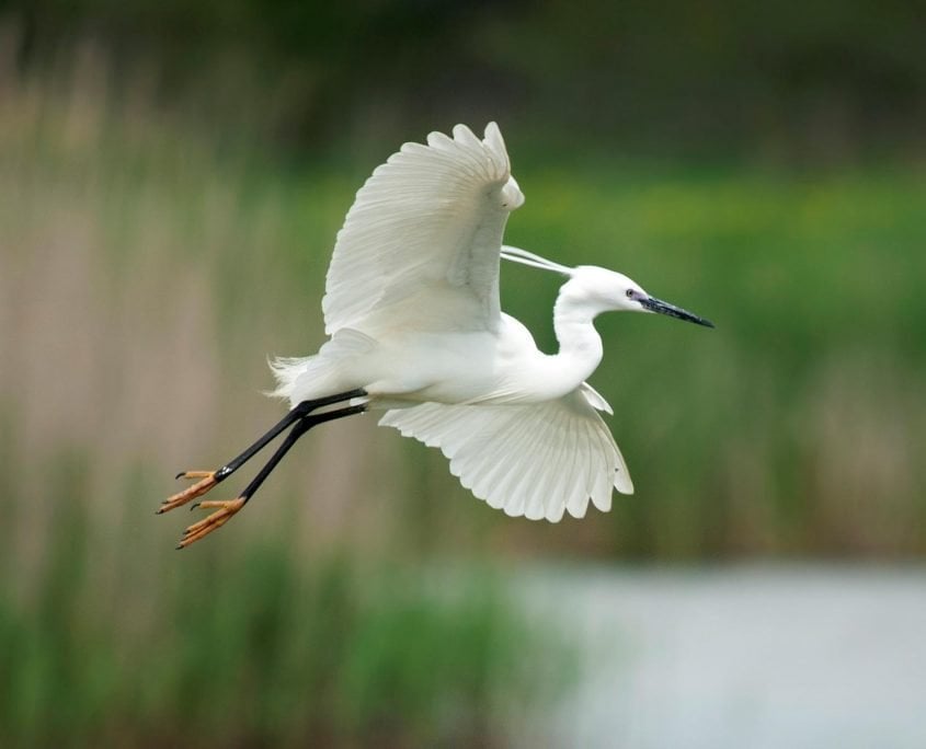 LittleEgret LittleEgret