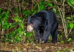MalaysianSunbear
