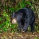 MalaysianSunbear
