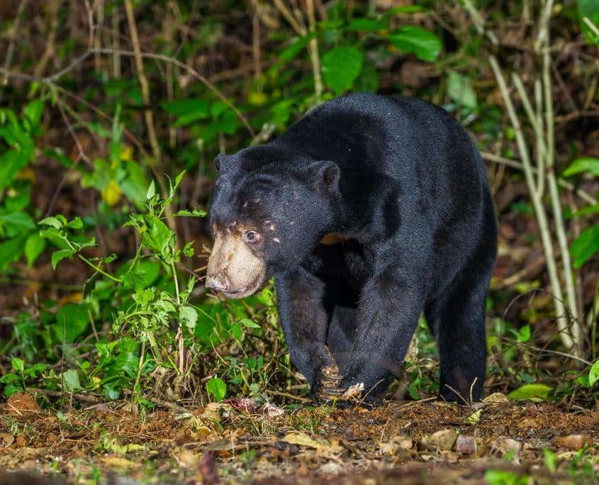 MalaysianSunbear MalaysianSunbear