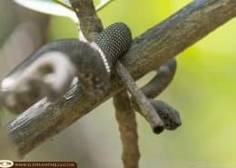 MANGROVE PIT VIPER