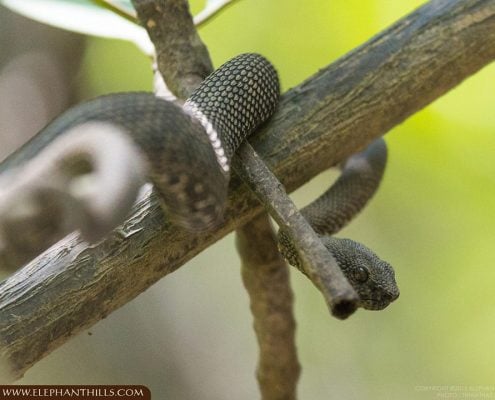 MANGROVE PIT VIPER