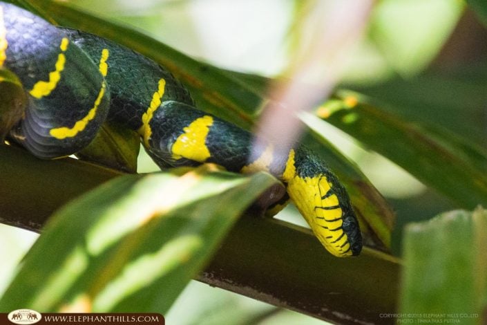 Mangrove Snake Jungle Rainforest KhaoSokNationalPark ElephantHills