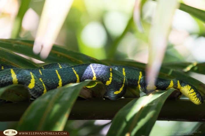 Mangrove Snake Nature Safari TaKuaPa WIldlife Discover Experience Elephant Hills SOuthern Thailand