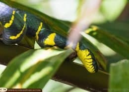 Mangrove Snake1