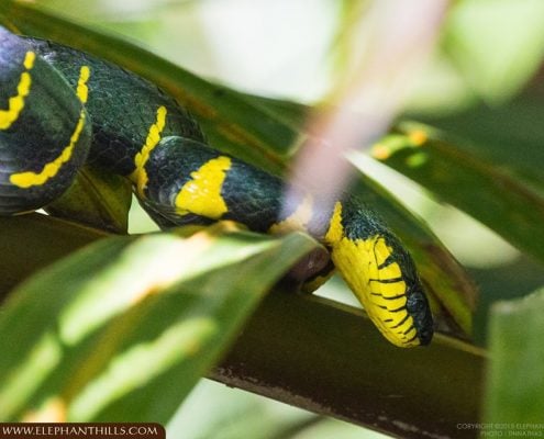 Mangrove Snake1