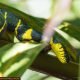 Mangrove Snake1