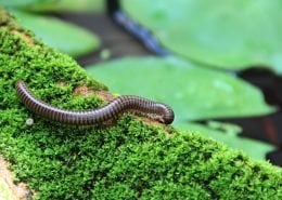 Millipedes