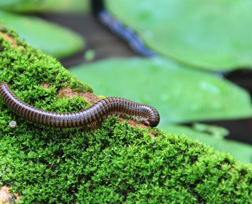 Millipedes Millipedes