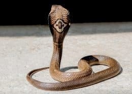 Monocled Cobra
