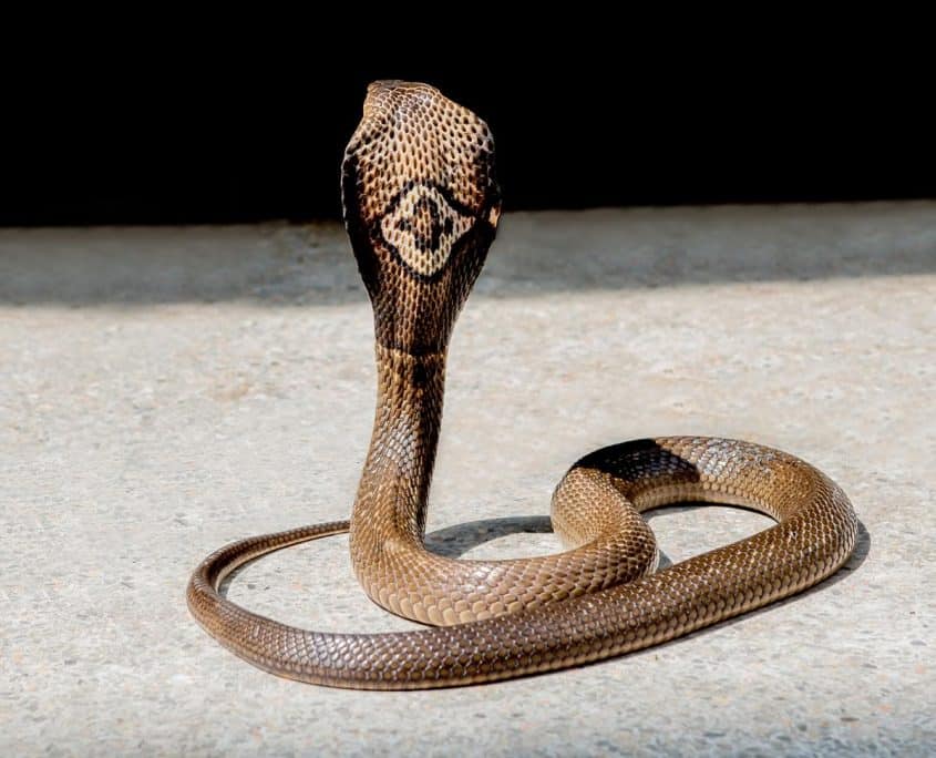 Monocled Cobra