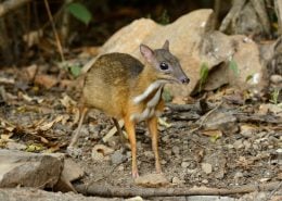 Mouse deer 1 MouseDeer