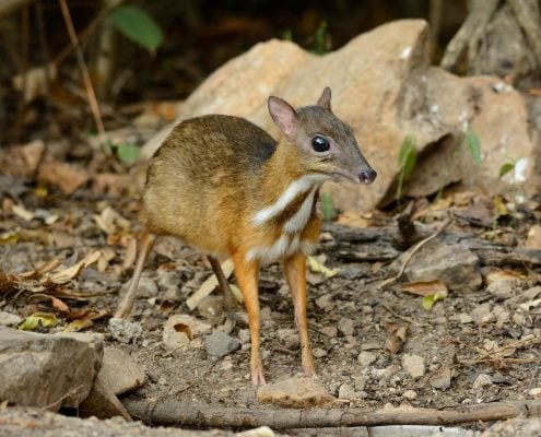 MouseDeer