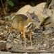 MouseDeer