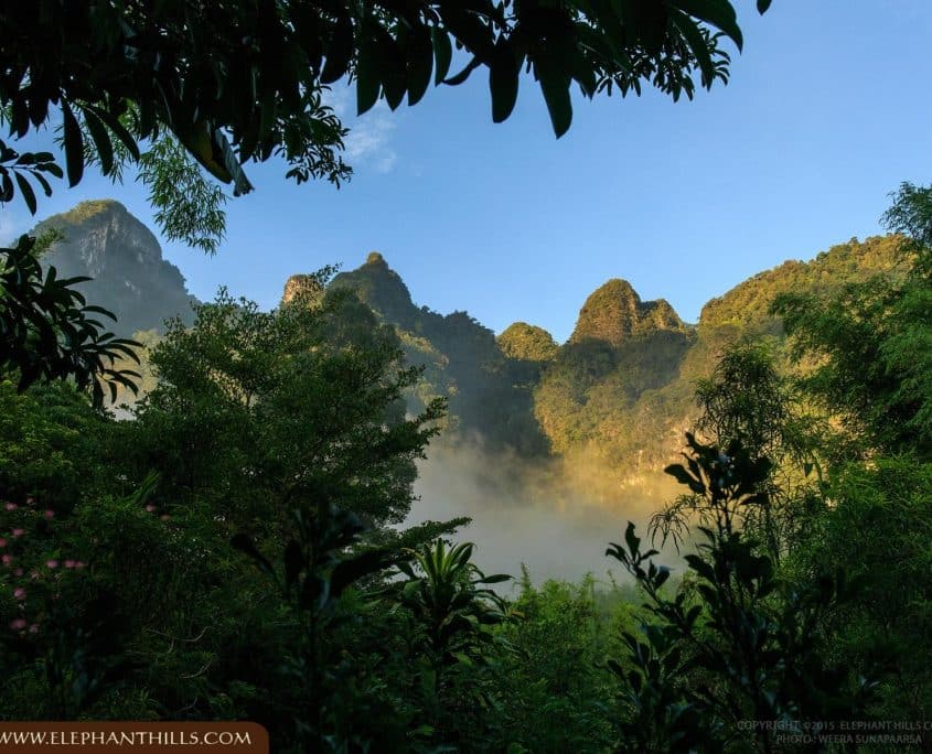 Nature green jungle cloud Rainforest Jungle KhaoSokNationalPark ElephantHills