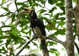 ORIENTAL PIED HORNBILL