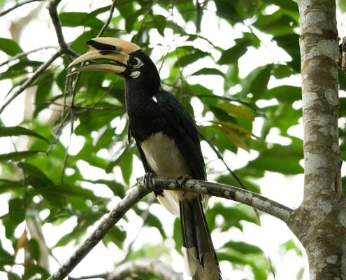 ORIENTAL PIED HORNBILL 3 ORIENTAL PIED HORNBILL