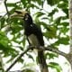 ORIENTAL PIED HORNBILL