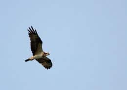 Osprey Pandion Haliaetus1