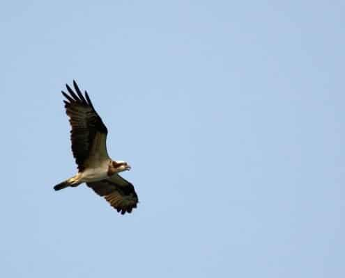 Osprey Pandion Haliaetus1