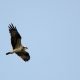 Osprey Pandion Haliaetus1