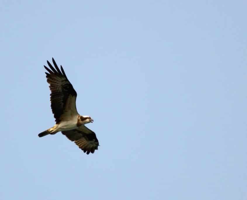 Osprey Pandion Haliaetus1