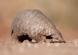 Pangolin