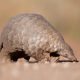 Pangolin