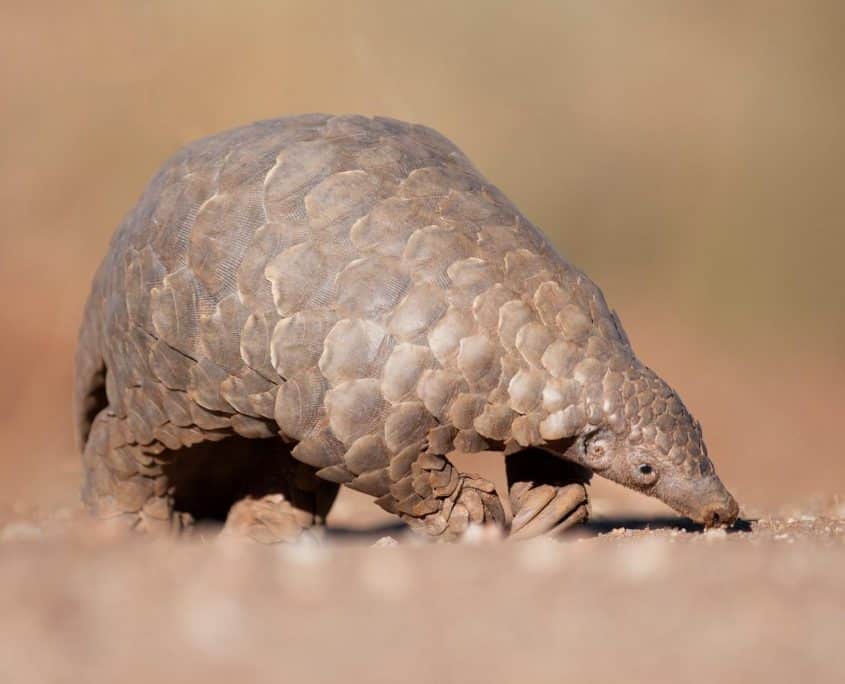 Pangolin Pangolin