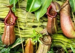 Pitcher Plant 5 PitcherPlant