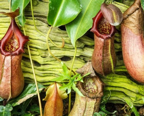 Pitcher Plant 3 PitcherPlant