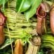 Pitcher Plant 6 PitcherPlant