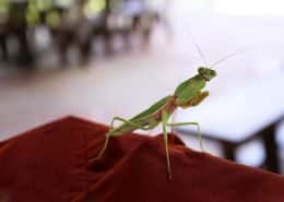 PrayingMantis