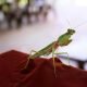 PrayingMantis