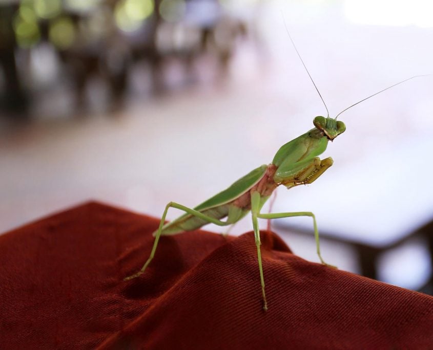 PrayingMantis PrayingMantis