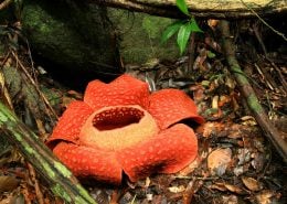 Rafflesia 2 Rafflesia