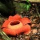 Rafflesia 7 Rafflesia