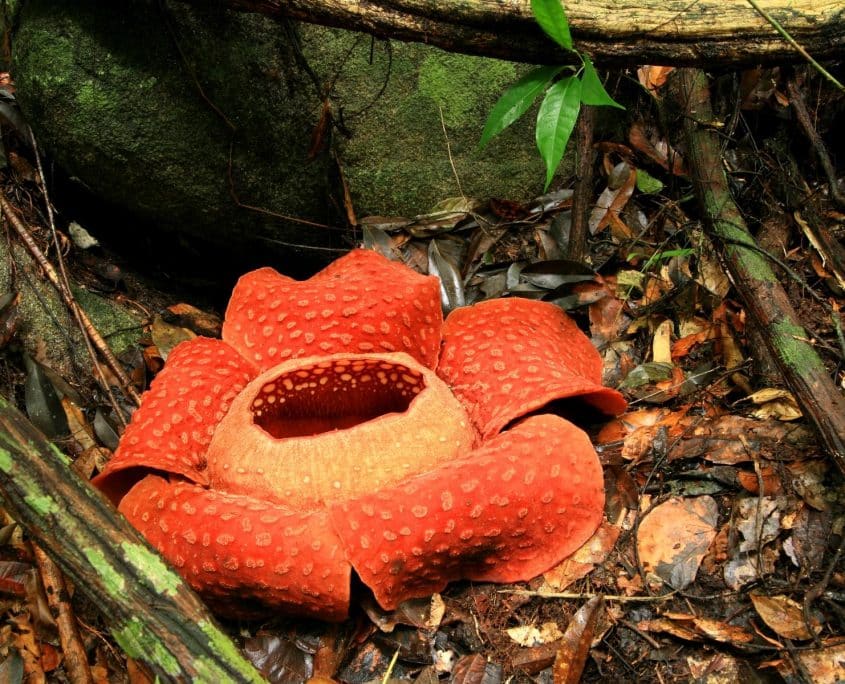 Rafflesia Rafflesia